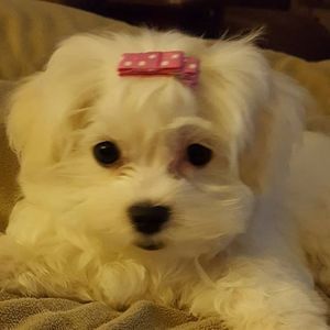 Meet your Posher, Lorraine